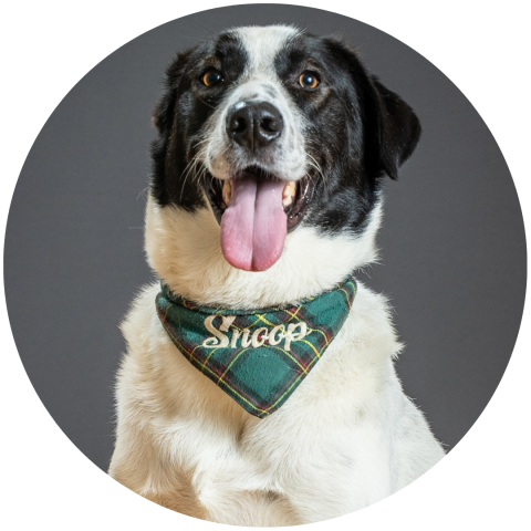 Photo Portrait de Snoop - Happiness Manager