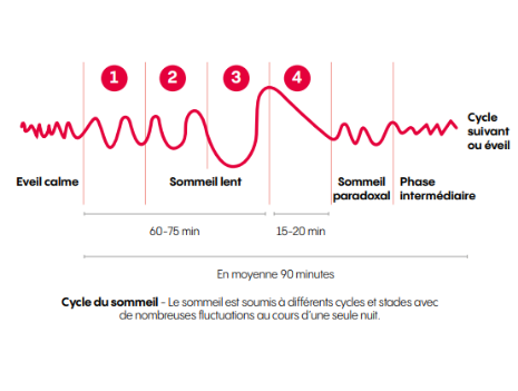 Les cycles du sommeil - Bien dormir, mieux se sentir 